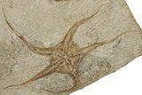 Fossil Brittle Star and Trilobite Plate - Morocco #257323-1